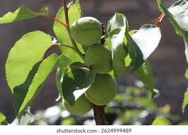 Attēlu rezultāti vaicājumam “Prunus armeniaca leaf”