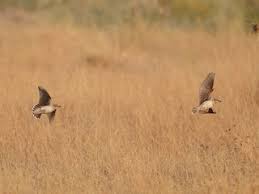 Image result for Melanocorypha bimaculata