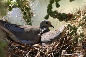 Image result for Zenaida macroura