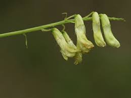 Attēlu rezultāti vaicājumam “Vicia pisiformis”