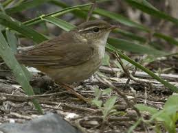Image result for Phylloscopus schwarzi