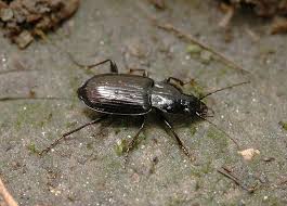 Attēlu rezultāti vaicājumam “Pterostichus quadrifoveolatus”