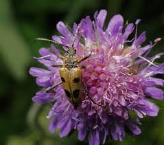 Attēlu rezultāti vaicājumam “Pachyta quadrimaculata”