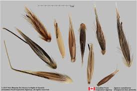 Attēlu rezultāti vaicājumam “Avena sativa fruit”