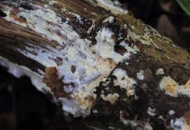 Attēlu rezultāti vaicājumam “Schizopora paradoxa”