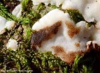 Attēlu rezultāti vaicājumam “Physisporinus sanguinolentus”