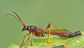 Attēlu rezultāti vaicājumam “Necydalis major”