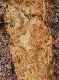 Attēlu rezultāti vaicājumam “Sarcodontia crocea”