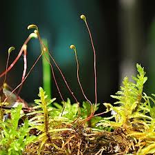 Attēlu rezultāti vaicājumam “Helodium blandowii”