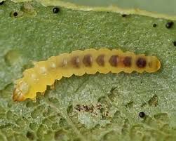 Attēlu rezultāti vaicājumam “Phyllonorycter sp.”