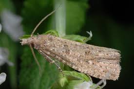 Attēlu rezultāti vaicājumam “Epiblema grandaevana”