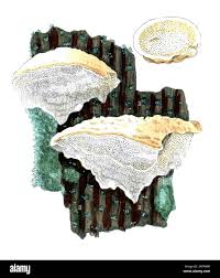 Attēlu rezultāti vaicājumam “Trametes suaveolens”