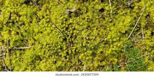 Attēlu rezultāti vaicājumam “Racomitrium heterostichum”