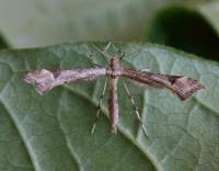 Attēlu rezultāti vaicājumam “Platyptilia gonodactyla imago”