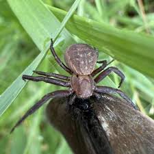 Attēlu rezultāti vaicājumam “Xysticus bifasciatus”