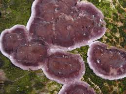 Attēlu rezultāti vaicājumam “Chondrostereum purpureum”