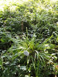 Attēlu rezultāti vaicājumam “Festuca altissima flower”
