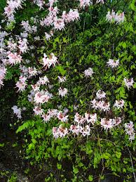Attēlu rezultāti vaicājumam “Rhododendron periclymenoides flower”
