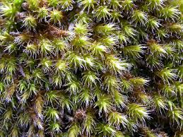 Attēlu rezultāti vaicājumam “Rhabdoweisia fugax”