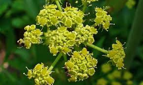 Image result for Liebstöckel