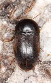 Attēlu rezultāti vaicājumam “Melandrya dubia”