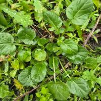 Attēlu rezultāti vaicājumam “Barbarea vulgaris subsp. arcuata fruit”