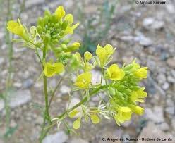Attēlu rezultāti vaicājumam “Sinapis alba flower”