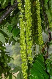 Attēlu rezultāti vaicājumam “Pterocarya fraxinifolia flower”