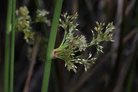 Attēlu rezultāti vaicājumam “Juncus squarrosus fruit”