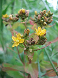 Attēlu rezultāti vaicājumam “Hypericum perforatum bud”