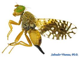 Attēlu rezultāti vaicājumam “Tephritidae”