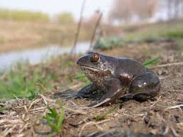 Attēlu rezultāti vaicājumam “Pelobates fuscus”