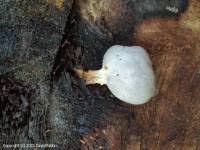 Attēlu rezultāti vaicājumam “Lycogala flavofuscum spores”