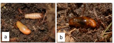 Attēlu rezultāti vaicājumam “Maculinea alcon eggs”