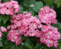 Attēlu rezultāti vaicājumam “Crataegus laevigata”