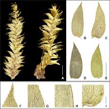 Attēlu rezultāti vaicājumam “Pseudotaxiphyllum elegans macro”