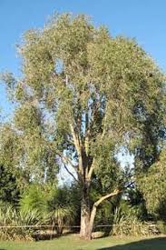 Attēlu rezultāti vaicājumam “Populus x petrowskyana flower”