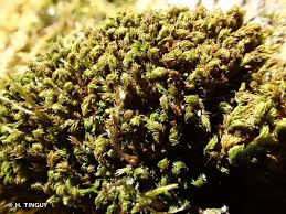 Attēlu rezultāti vaicājumam “Zygodon rupestris”