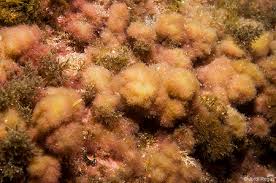 Attēlu rezultāti vaicājumam “Ceramium sp.”