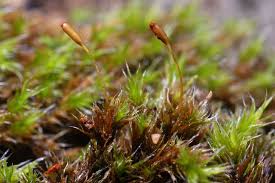 Attēlu rezultāti vaicājumam “Racomitrium heterostichum”