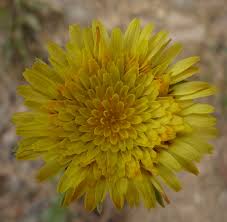 Image result for Agoseris major