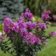 Image result for Lagerstroemia