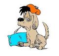 First Dog Swine Flu Case Detected in New York