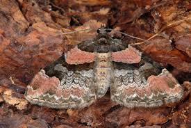 Attēlu rezultāti vaicājumam “Catarhoe cuculata”