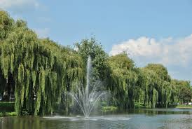 Attēlu rezultāti vaicājumam “Salix x sepulcralis”