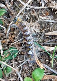 Attēlu rezultāti vaicājumam “Acronicta megacephala”