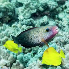 Image result for Chlorurus sordidus