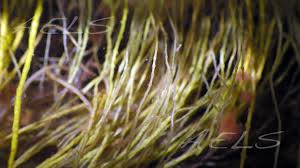 Attēlu rezultāti vaicājumam “Lemanea fluviatilis”