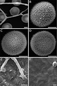 Attēlu rezultāti vaicājumam “Amaurochaete sp.”