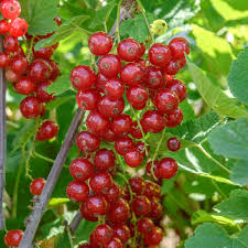 Bildergebnis für rote johannisbeeren